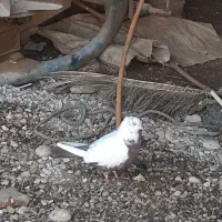 کبوتر سرجمع