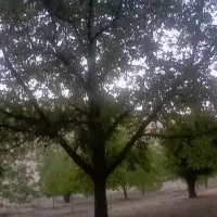 خریدار و برشکار چوب شما در سراسر استان هستم|خدمات باغبانی و درختکاری|بوشهر, |دیوار