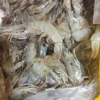 انواع ماهی و میگو جنوب بندرعباس|ماهی|خاوران, |دیوار