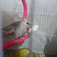 تعدادی عروس هلندی ومرغ عشق دستی ونیمه دستی|پرنده|مشهد, شهرک مهر آباد|دیوار