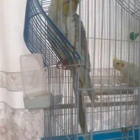 عروس هلندی|پرنده|اصفهان, حصه جنوبی|دیوار