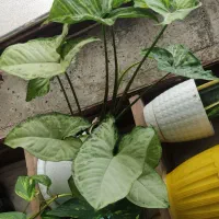 گل برگ انجیری، پتوس، سانسوریا|گل و گیاه طبیعی|رشت, جماران|دیوار