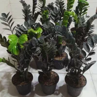 زاموفیلیا سوپربلک پرشاخه و قوی