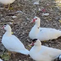 اردک اسرائیلی