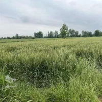 کارگر با تجربه جهت رسیدگی به زمین های کشاورزی