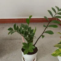 گل اپارتمانی|گل و گیاه طبیعی|رشت, پل تالشان|دیوار
