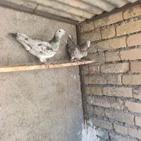 یه جفت کوهی اصیل