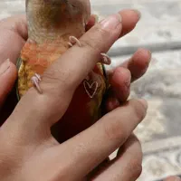 طوطی گیرینچیک|پرنده|فرمهین, |دیوار