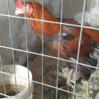 خروس لاری نسل دار