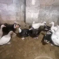 حدود ۳۰ عدد اردک اسرائیلی نروماده نژاد سنگین وزن|حیوانات مزرعه|امیرکلا, |دیوار