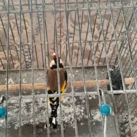 سهره دهن دار