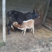 گاو شیرده با گوساله|حیوانات مزرعه|توتکابن, |دیوار