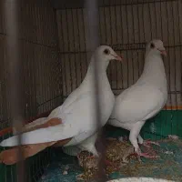 کبوتر جفت دم زرد گهک عتیغه