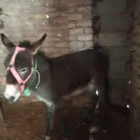 الاغ نر یکساله