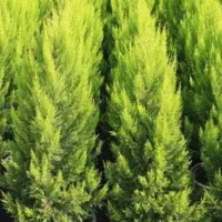 باغبانی|خدمات باغبانی و درختکاری|رباط‌کریم, رباط‌کریم|دیوار