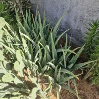 انواع گل|گل و گیاه طبیعی|بجنورد, |دیوار
