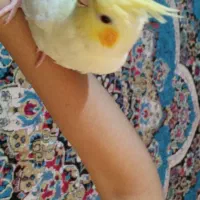 عروس هلندی بازی گوش