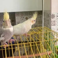 جوجه لوتیتو ماده و نر