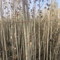 صنوبر|گل و گیاه طبیعی|میاندوآب, |دیوار