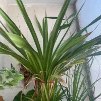 گل های بزرگ و شاداب|گل و گیاه طبیعی|نیشابور, شهرک اندیشه|دیوار