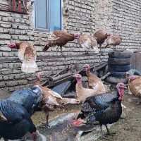 بوقلمون محلی|حیوانات مزرعه|مینودشت, |دیوار