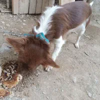 سگ پا کوتاه|سگ|سراوان, |دیوار