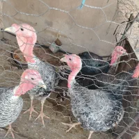 6عدد بوقلمون سرحال