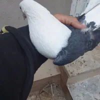 پرنده فروشی