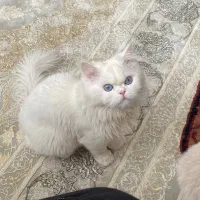 گربه