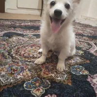 سگ پامر اشپیتز