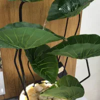آبنما رومیزی گلدان پتوس