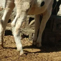 گاو . گوساله نر|حیوانات مزرعه|کرمانشاه, |دیوار