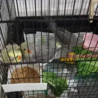 جوجه عروس هلندی نر