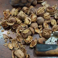 گردو‌ پر مغز بینالود ضمانتی
