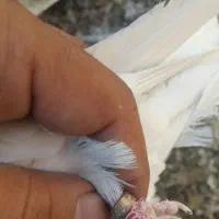 کفتر تیر ماه|پرنده|قم, شاه سید علی|دیوار