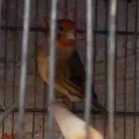 سهره قناری