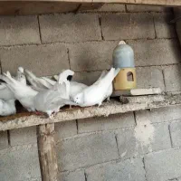 چهار جفت شیخی ابری ونقره ای بفروش می رسد|پرنده|شادگان, |دیوار
