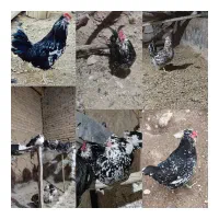 تخم نطفه دار گلین