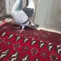 کفترقره هفرنگ ساده سبزشامی پولکی دم سفیدهم نرهوایی|پرنده|مشهد, طبرسی شمالی|دیوار