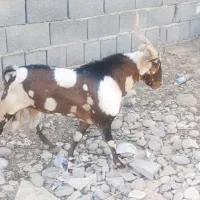 نری پَچی|حیوانات مزرعه|قلعه قاضی, |دیوار