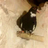 جفت|پرنده|بردسیر, |دیوار