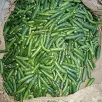 فروش محصولات ارگانیگ