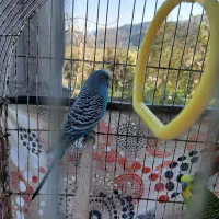 مرغ عشق نر ماده سالم سر حال|پرنده|ماکلوان, |دیوار