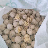 گردوی درجه یک امسالی