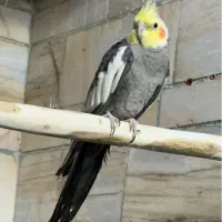 عروس هلندی کشیده