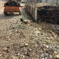 کودگاوی|گل و گیاه طبیعی|سیاهکل, |دیوار