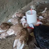 بوقلمون بوربون|حیوانات مزرعه|ابهر, |دیوار