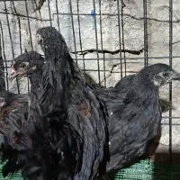جوجه مرغ و خروس