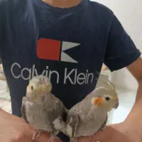 جوجه عروس هلندی