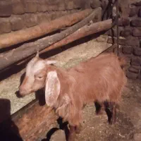 بزغاله ماده سالم وسرحال. اصل جنس